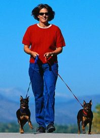 5 Tips For Lead Training Your Dog Image